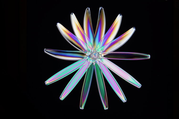 York Photography Sudio flower image