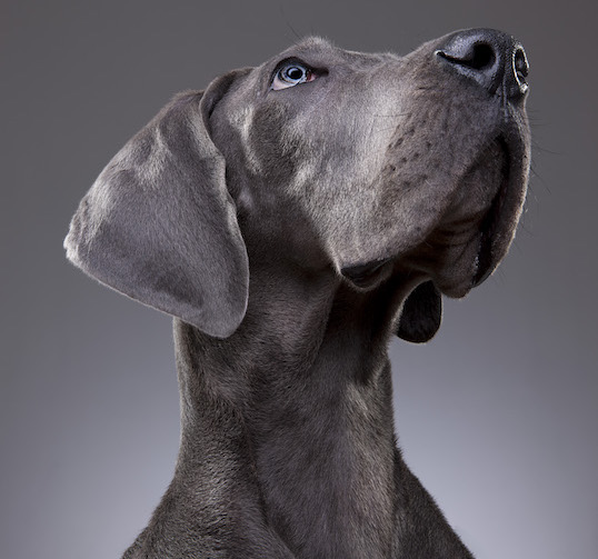 Venture Studios Dog photoshoot